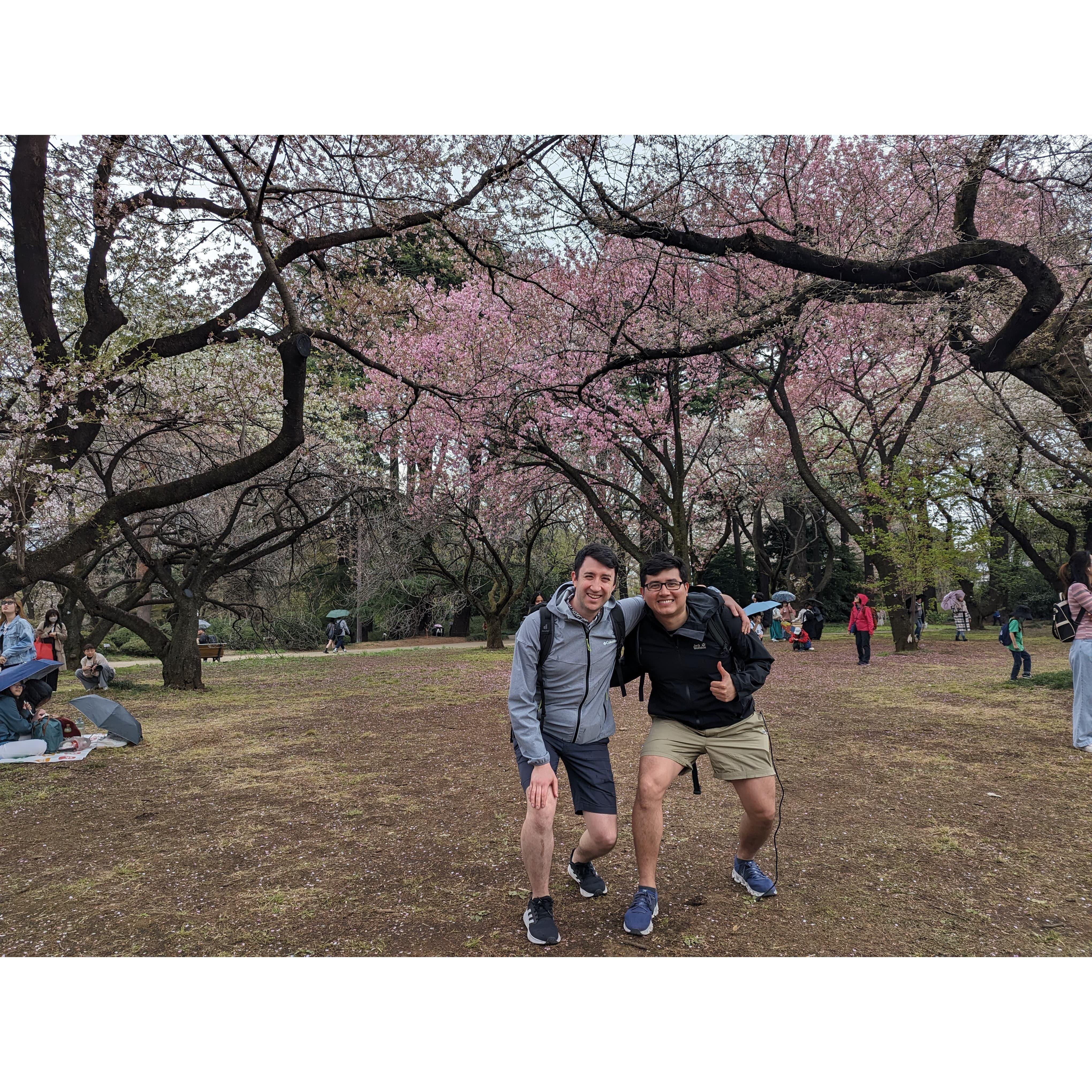Even more sakuras!