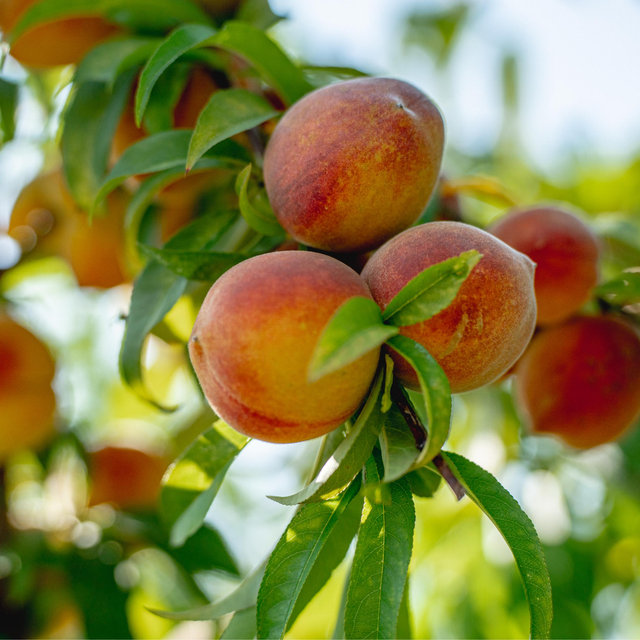Florida Prince Peach Tree (Flordaprince) Low Chill