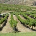 san diego wineries