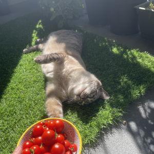Help expand Em's balcony garden