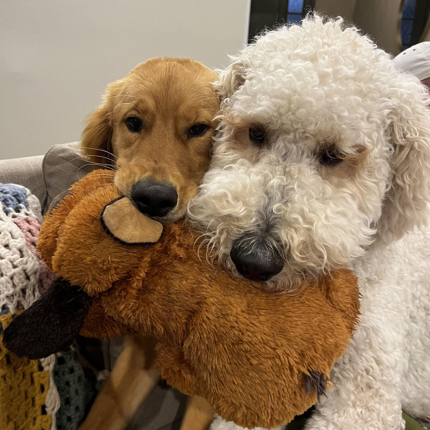 Our sons, Baker (left) and Stanley (right).