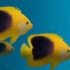 See the mermaids at the Downtown Aquarium