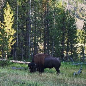 Trip to Yellowstone