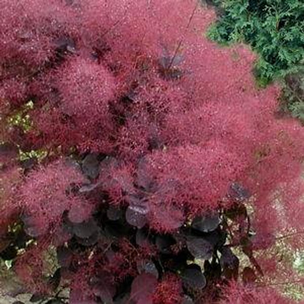 Smoke Tree