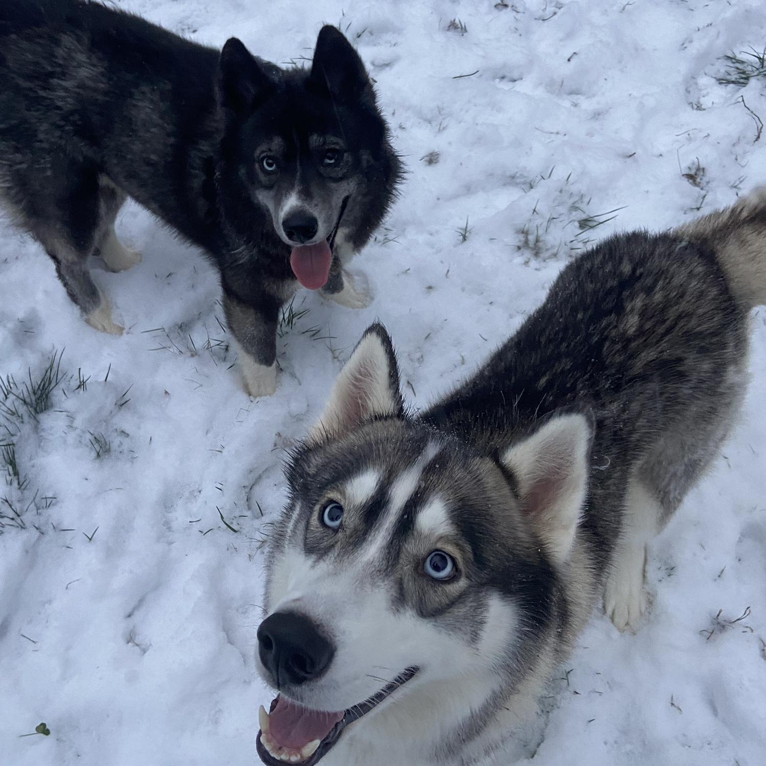 Our kids Apollo & Willow enjoying 2022 snow day