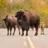 Elk Island National Park