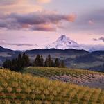 Mt. Hood Winery