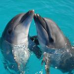 Ocean world
