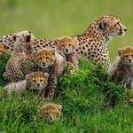 Cheetah Outreach