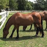 Horseback Riding Forest Trails Stable