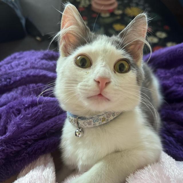 Help us support foster cats (food, litter, treats)