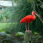 Sylvan Heights Bird Park