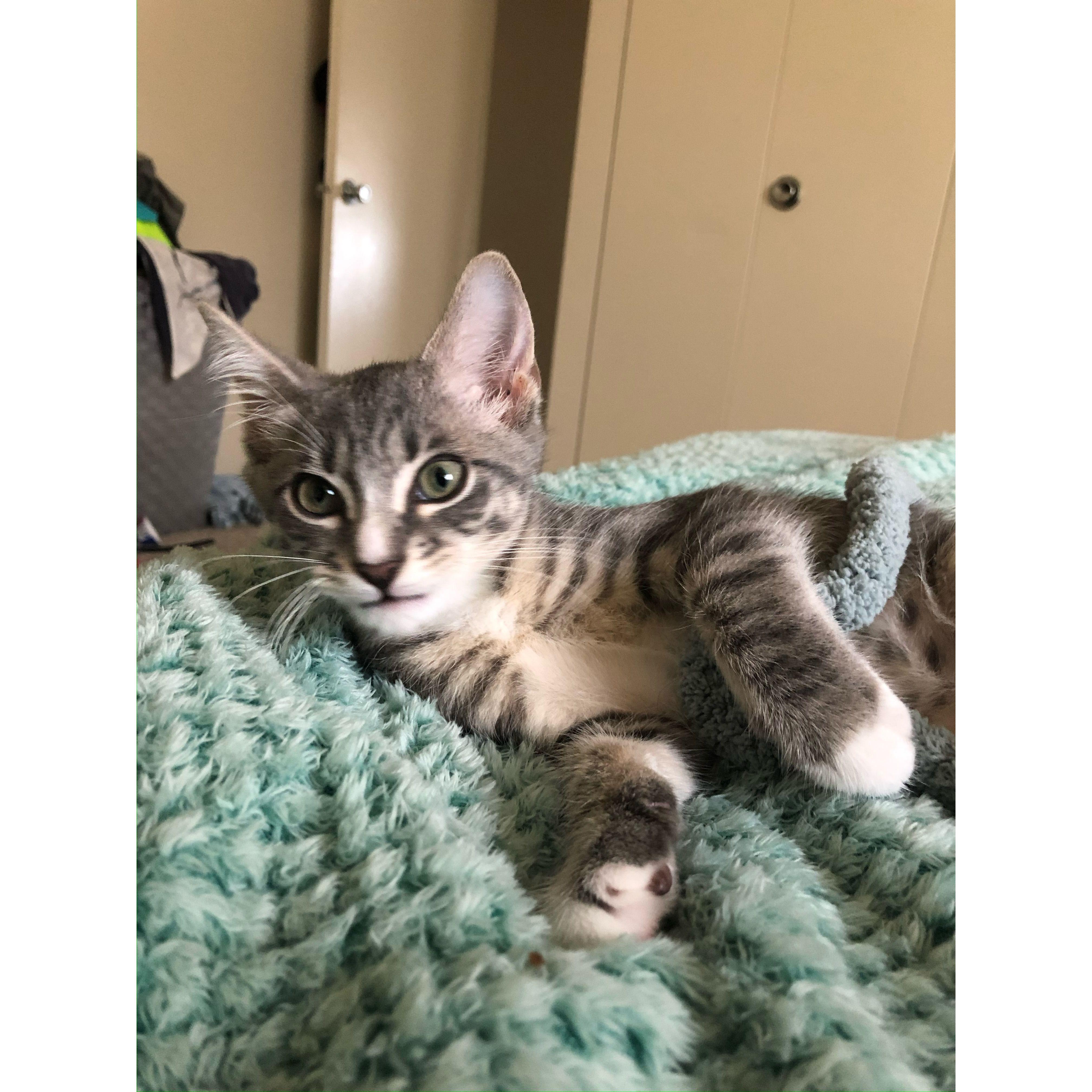 Our cat, Mr. Kitty!