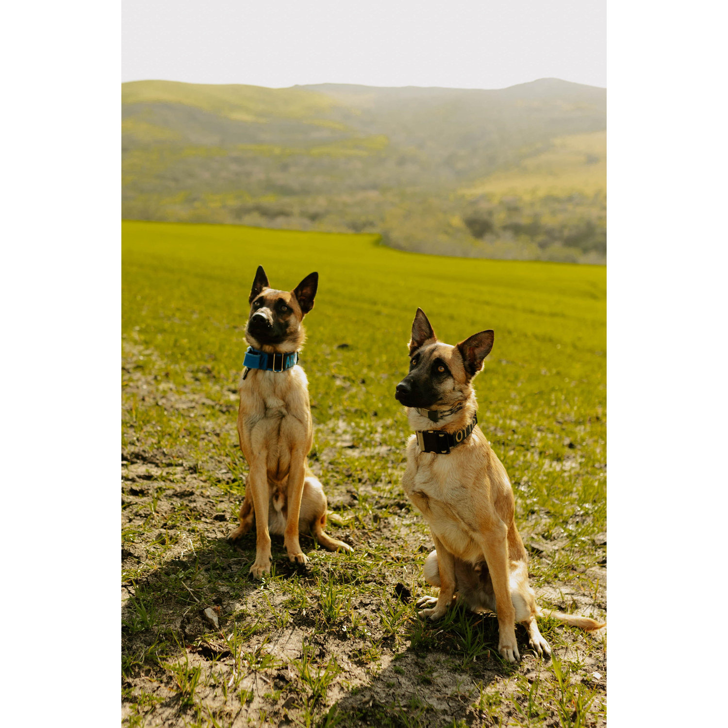 Archie and Ottis