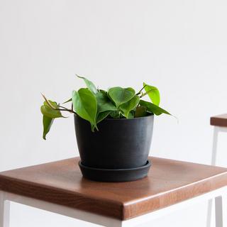 Philodendron Heartleaf