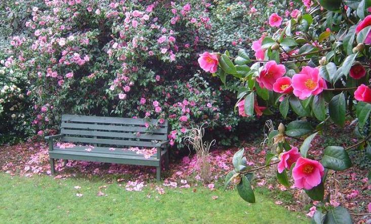 The Wedding Website of Jazmine Curry and Aaron Davis