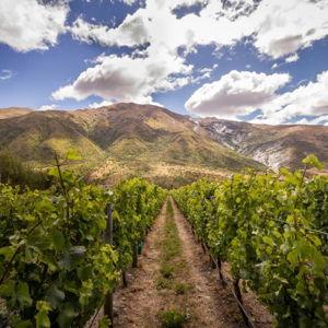 E-Bike Winery Day in Queenstown