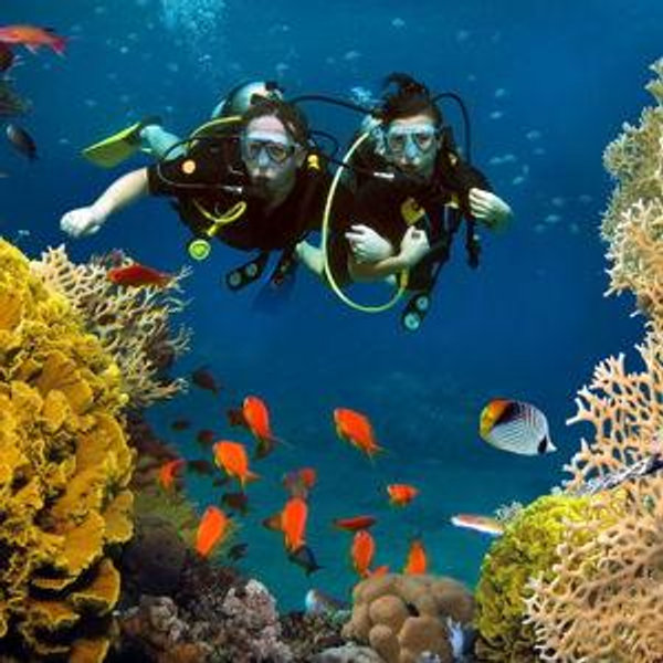 Snorkeling and Diving Safari