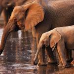 Addo Elephant National Park