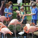 Sarasota Jungle Gardens