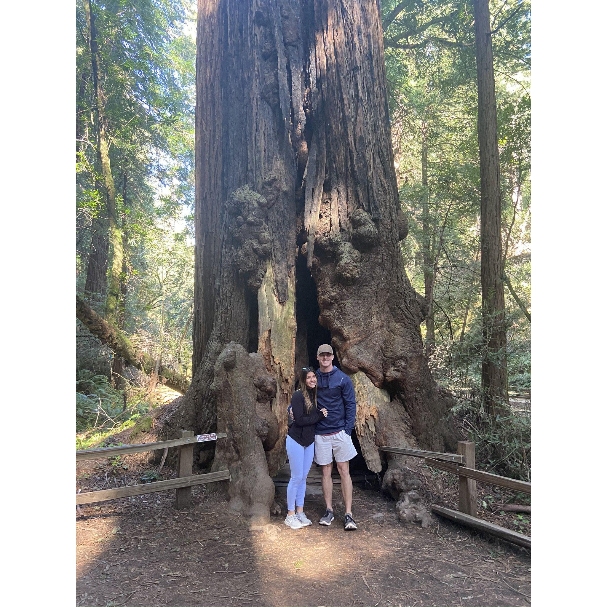 Muir woods in San Fransisco