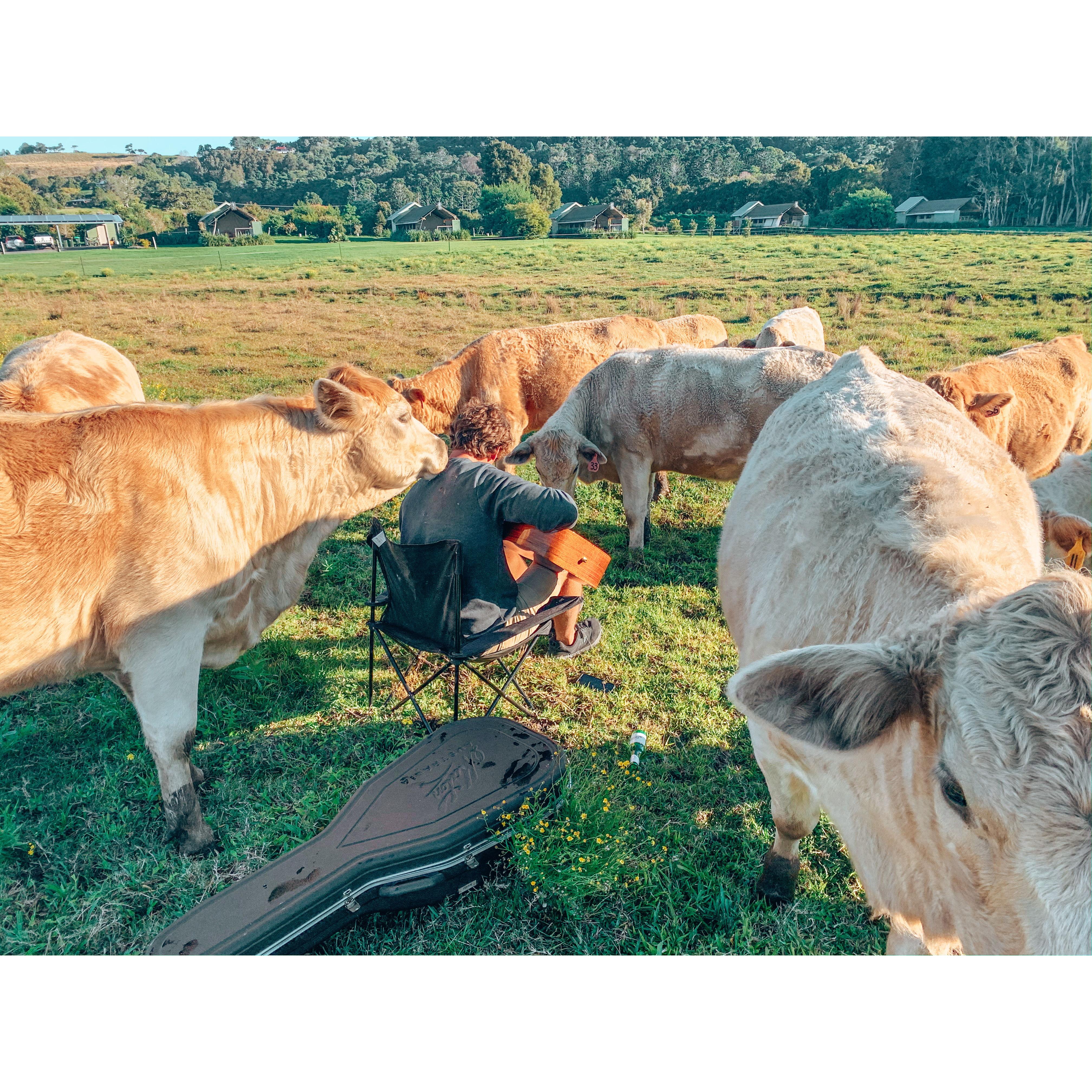 Byron Bay weekend away... Danny singing and playing guitar to the cows