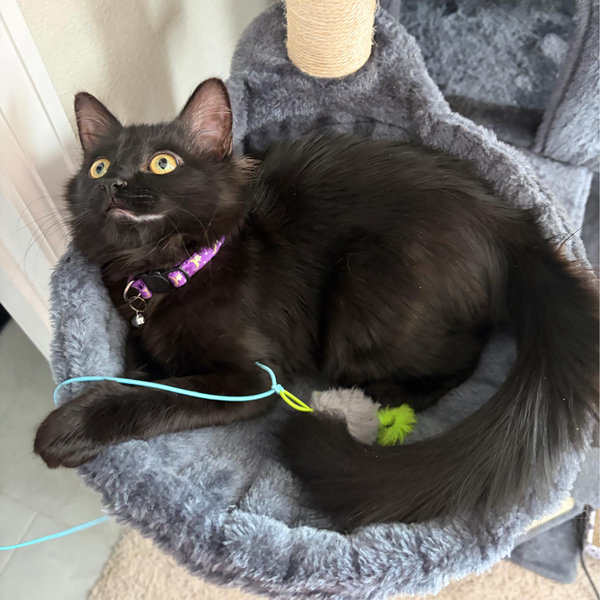 Our Pet Toy Fund