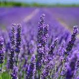 Chappell Hill Lavender Farm
