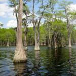 George L Smith State Park