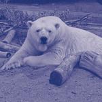 Saint Louis Zoo