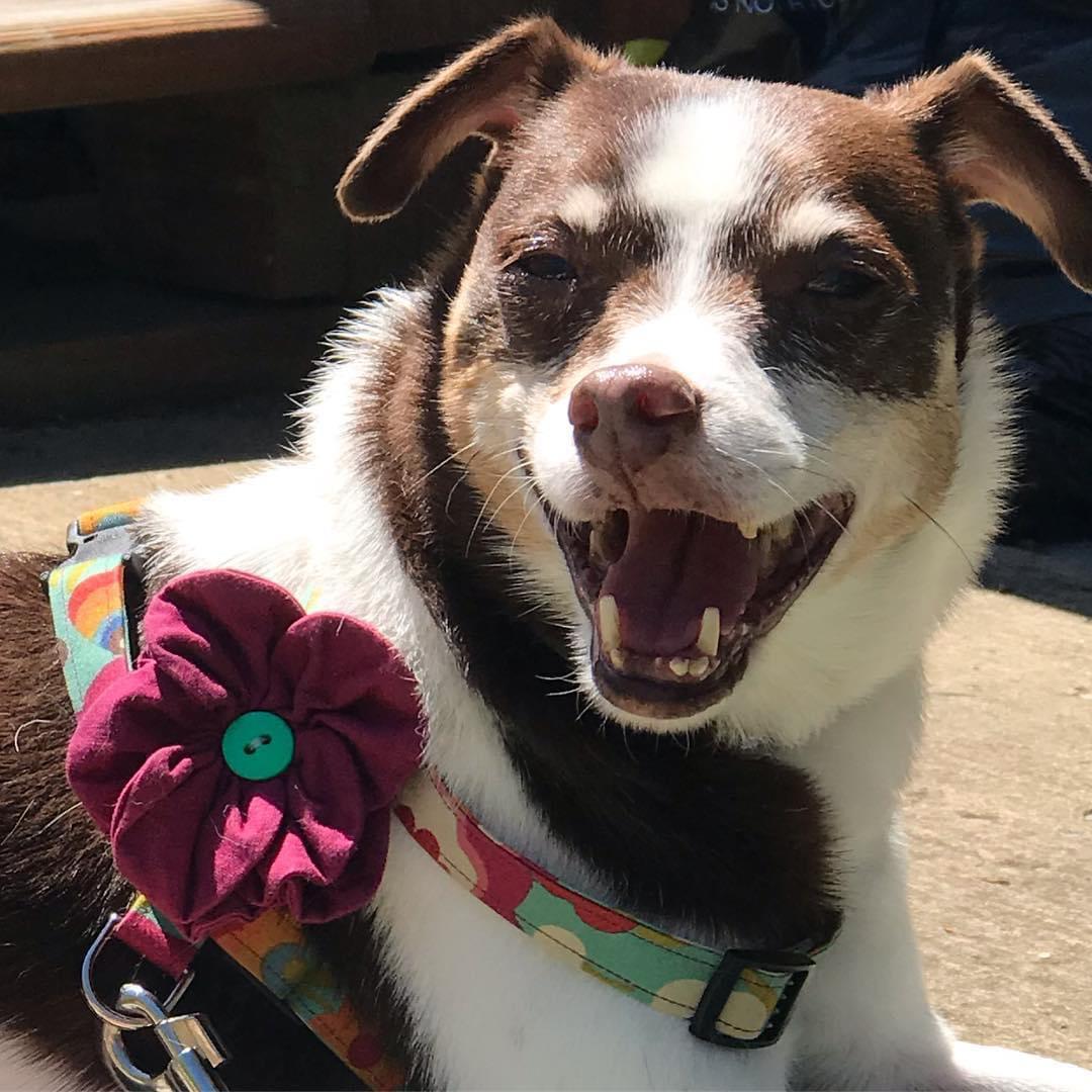 To the fur angel who loved us unconditionally 🤍