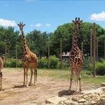 Abilene Zoological Park