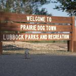 Prairie Dog Town