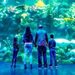 Wonders Of Wildlife National Museum & Aquarium
