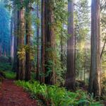 Cathedral Redwoods Trail Hike