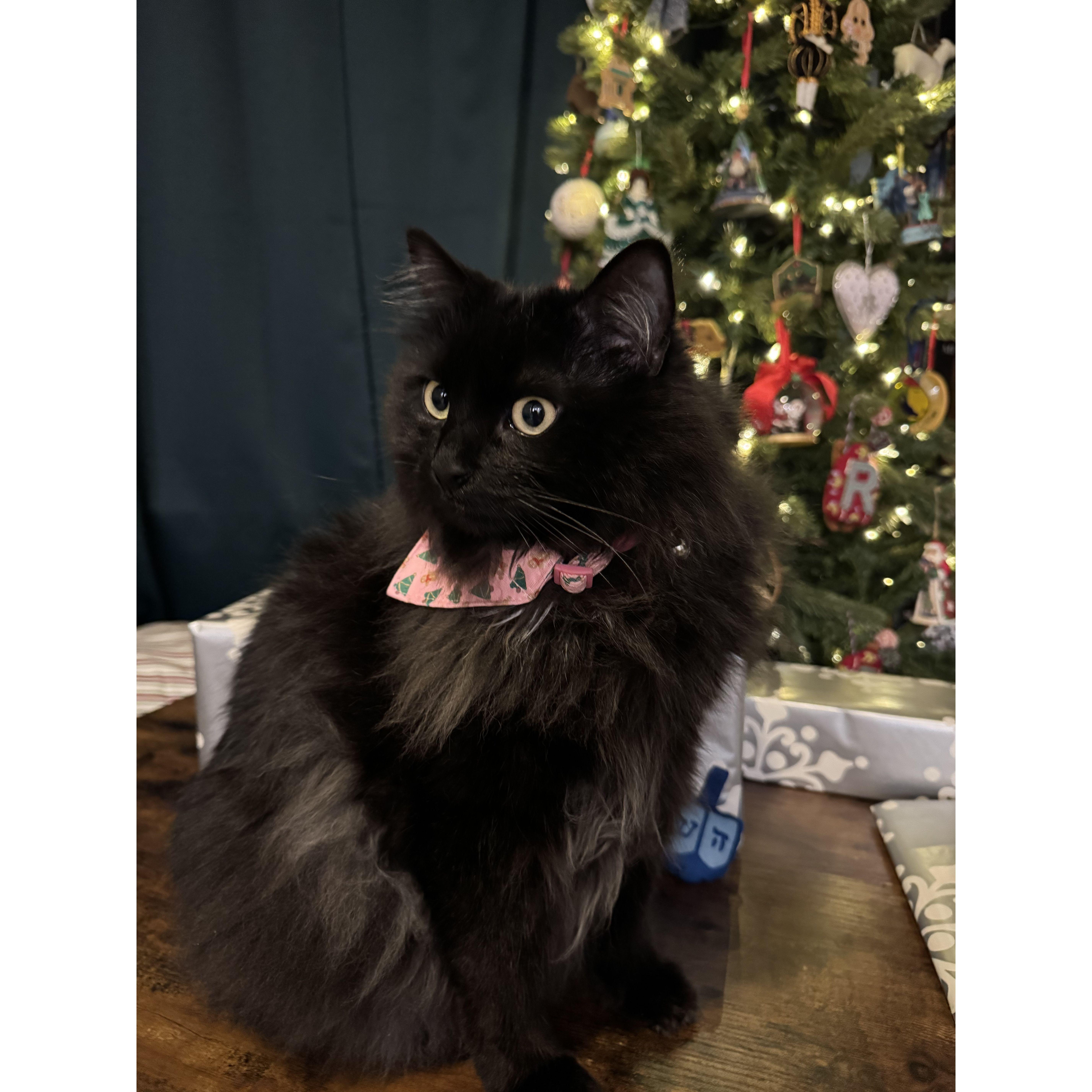 Happy Merry Chris-mukkah 2024