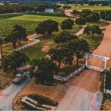 Signor Vineyards