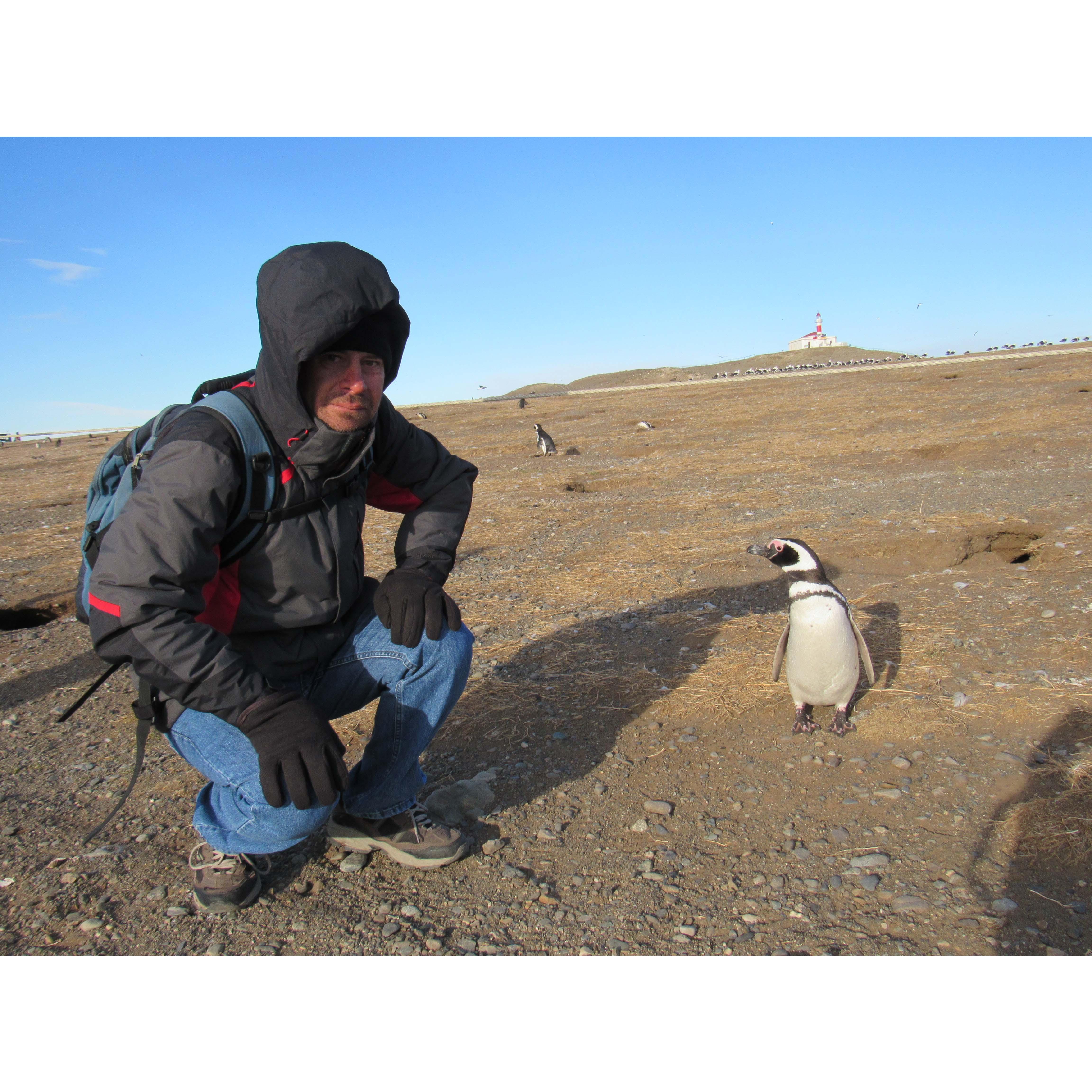 Magellenic penguin colony Patagonia Chile 2016