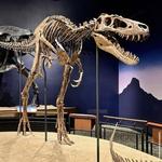 Burpee Museum of Natural History