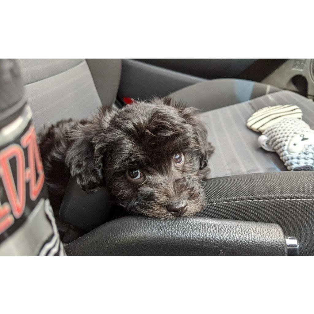 Zuzu