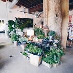 Darling Botanical Company