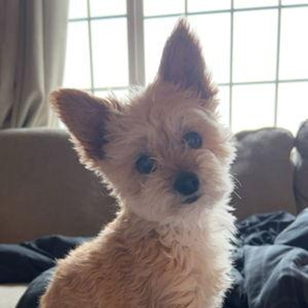 Year's Supply Of Pet Treats for Pickles