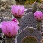California Botanic Garden