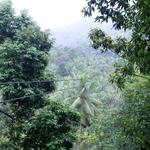 Rainforest Zipline Adventures St. Lucia