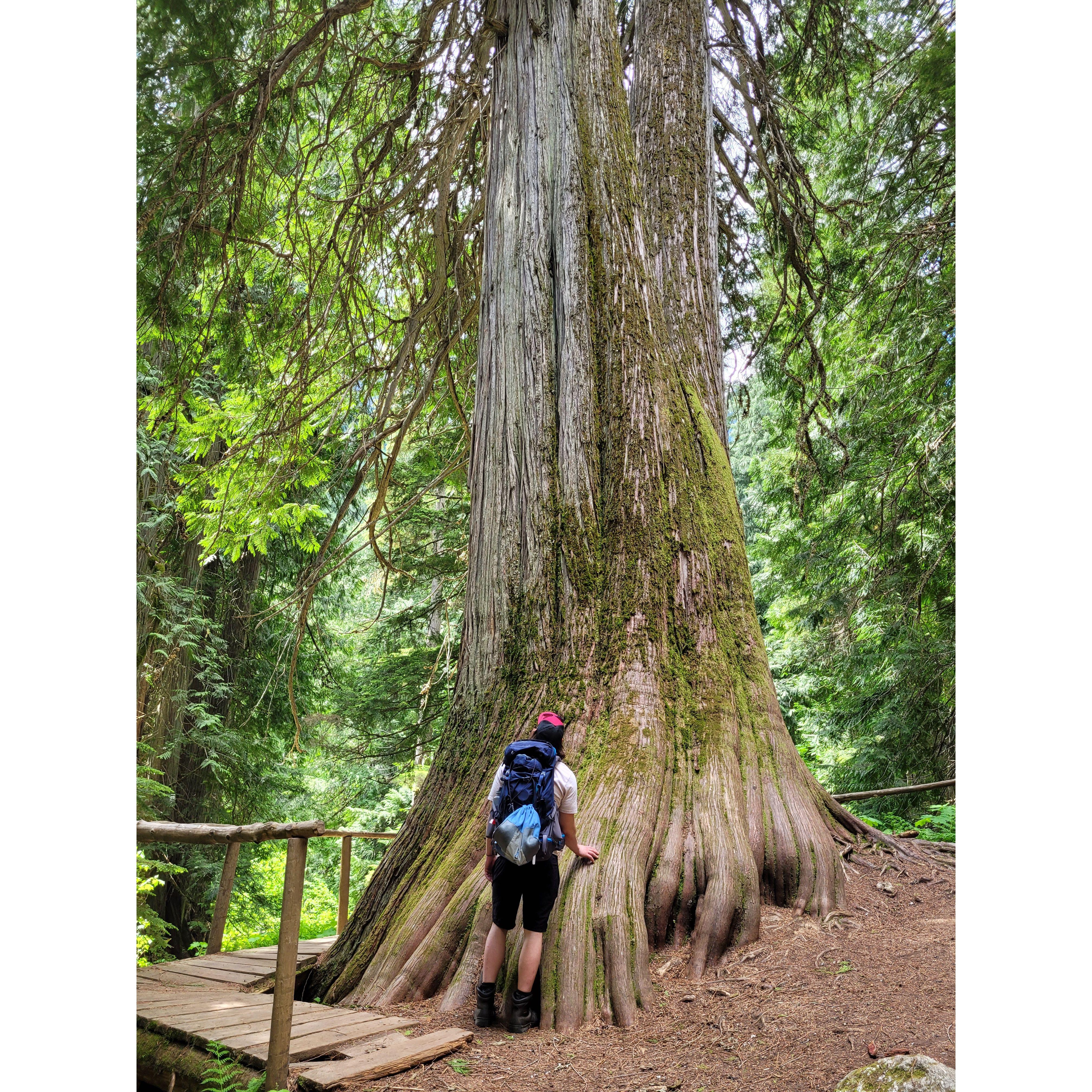 Old Growth Trail.