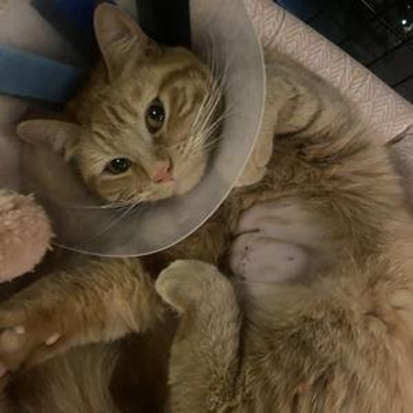 Emergency Vet Fund - Venmo