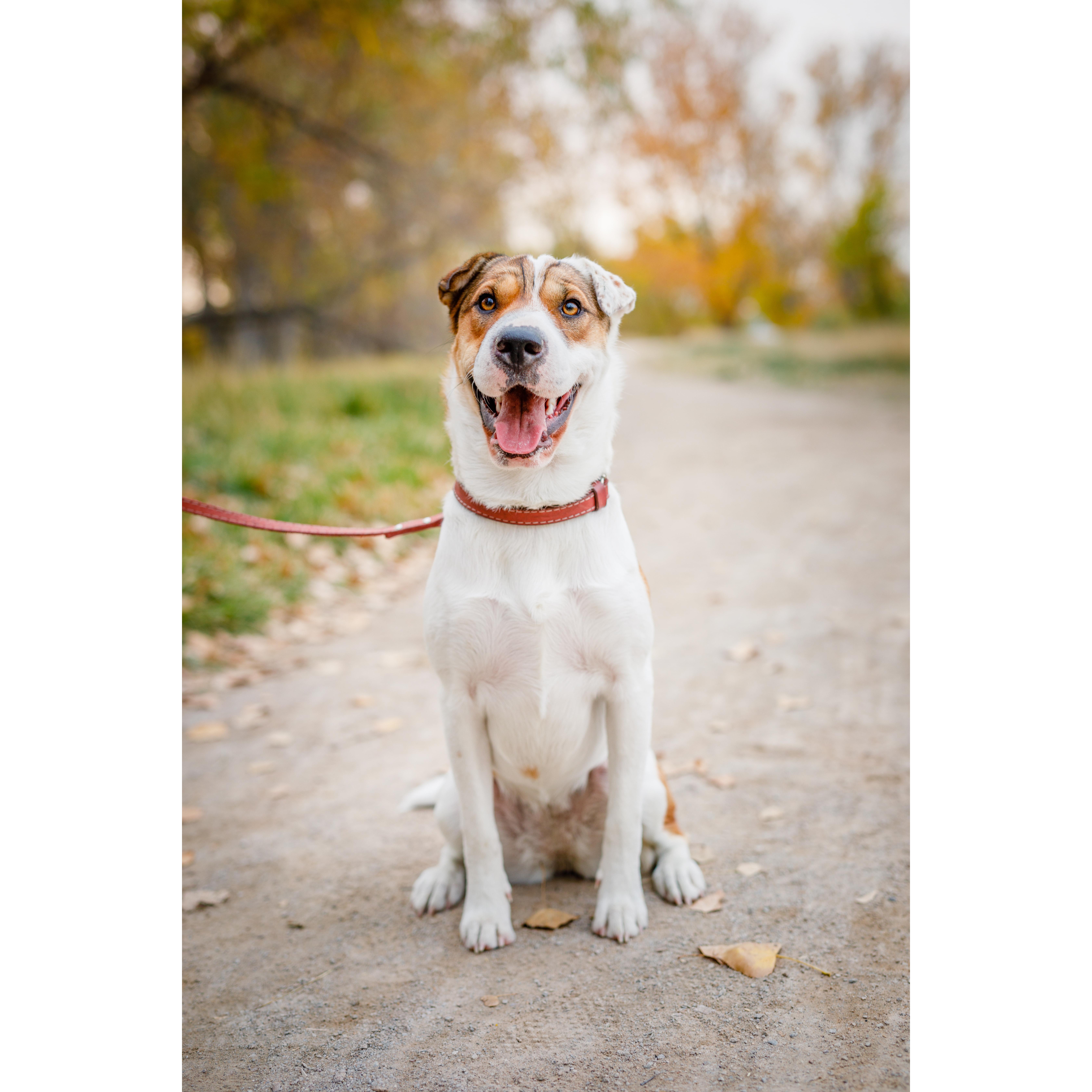 We adopted our first dog in 2020, Miss Talia Rose, and she a light of our lives.