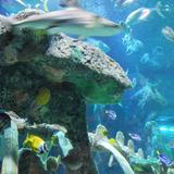 SEA LIFE Kansas City Aquarium