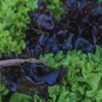 Napili Farmers Market