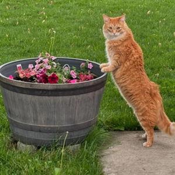 Gardening
